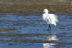 aigrette_garzette