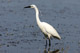 aigrette_garzette