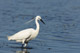 aigrette_garzette