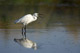 aigrette_garzette