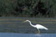 grande_aigrette