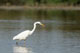 grande_aigrette