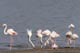 flamants_roses