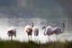 flamants_roses