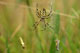 argiope_fascie