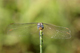 orthetrum_coerulescens