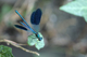 calopteryx_splendens