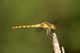 sympetrum_striolatum