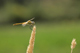 sympetrum_fonscolombii