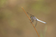 orthetrum_coerulescens