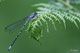 coenagrion_puella