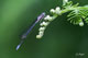 coenagrion_puella