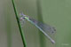 coenagrion_puella