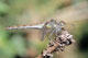 sympetrum_striolatum