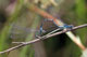 coenagrion_puella