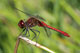 sympetrum_sanguineum