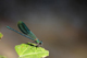 calopteryx_splendens