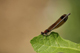 calopteryx_haemorrhoidalis