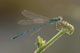 coenagrion_puella