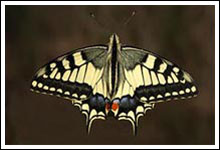 machaon