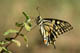 machaon