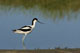 avocette_lgante