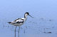 avocette_lgante